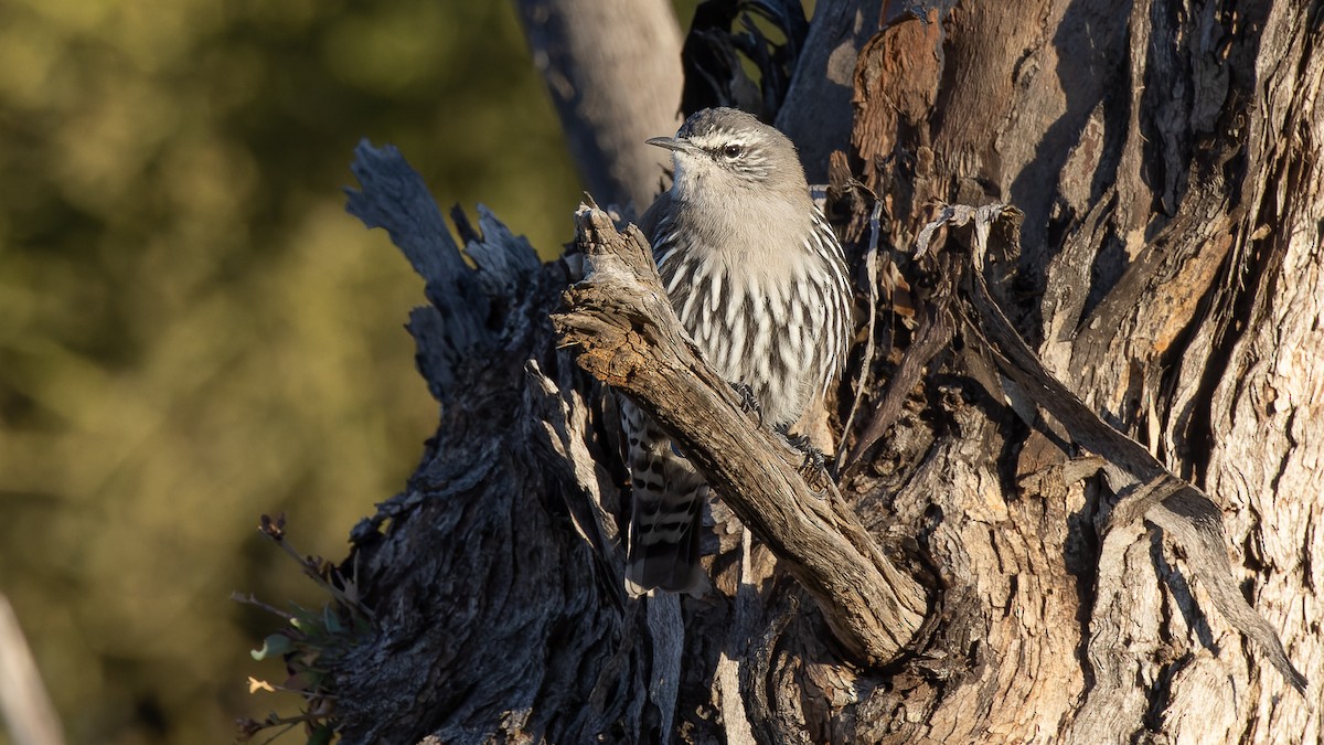 White-browed Treecreeper - ML553963011