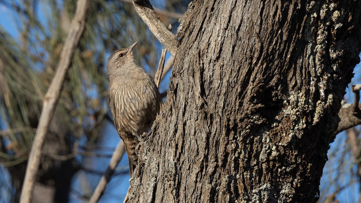 Brown Treecreeper - ML553963081