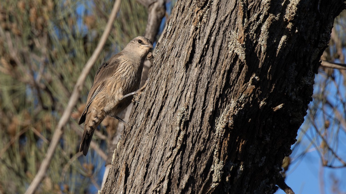 Brown Treecreeper - ML553963091