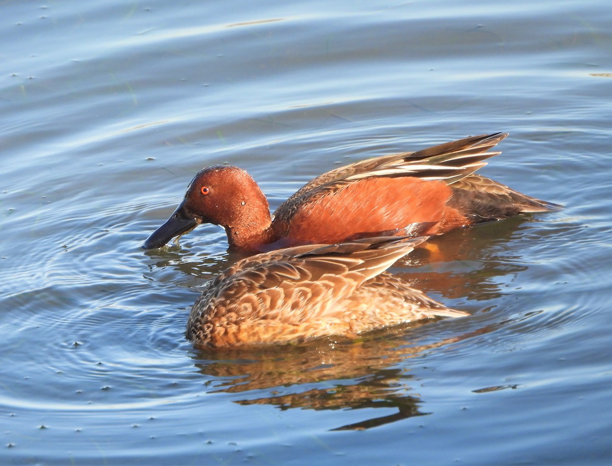 Cinnamon Teal - Steven C