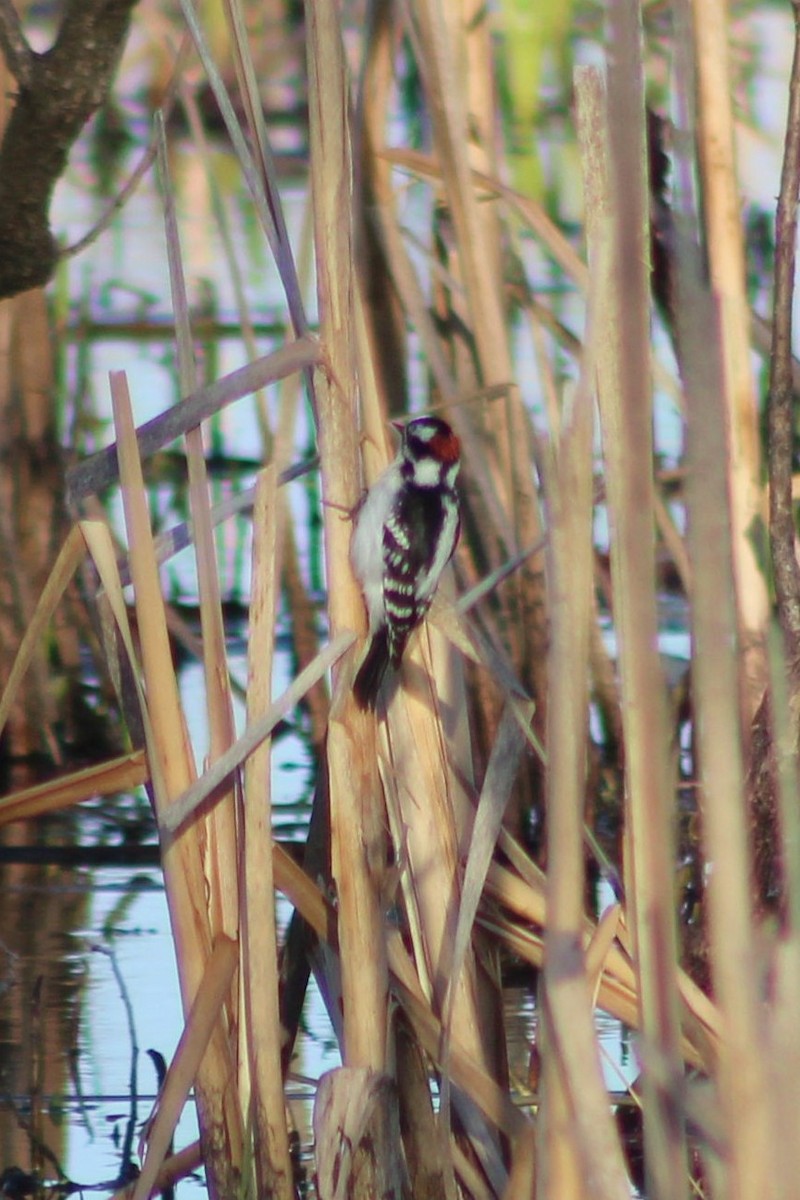 Downy Woodpecker - ML55396351