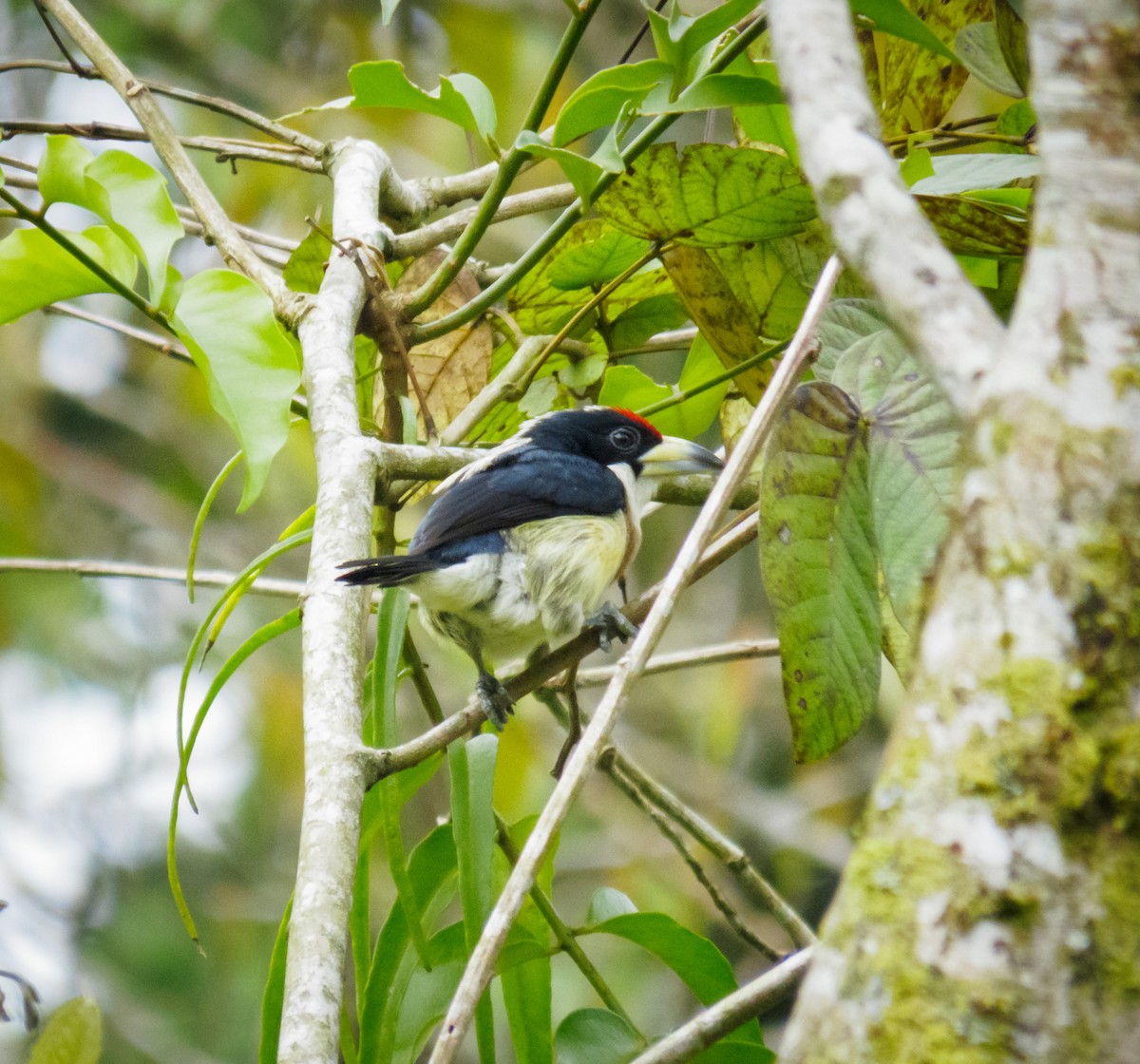 White-mantled Barbet - Esteban Villa Restrepo