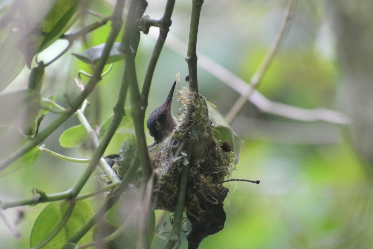 kolibřík klínoocasý (ssp. curvipennis) - ML553964661