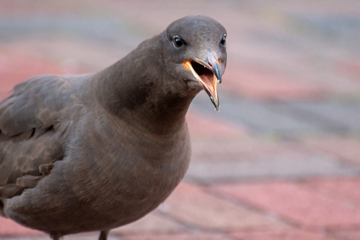 Heermann's Gull - ML553964861