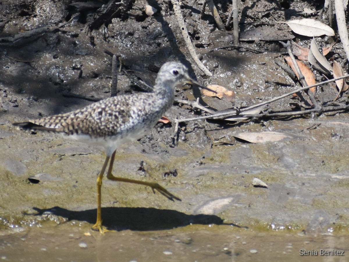 Lesser Yellowlegs - ML553966921