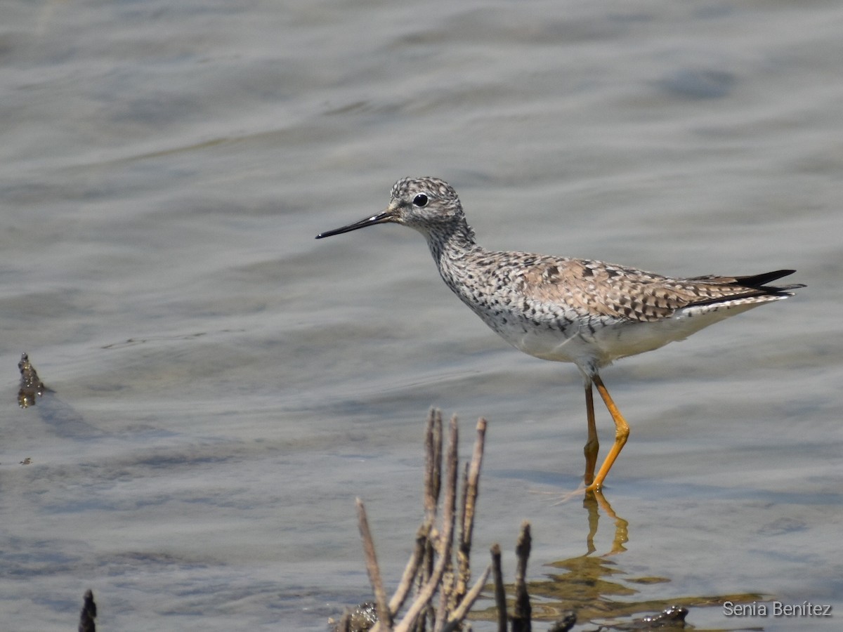 Lesser Yellowlegs - ML553966931