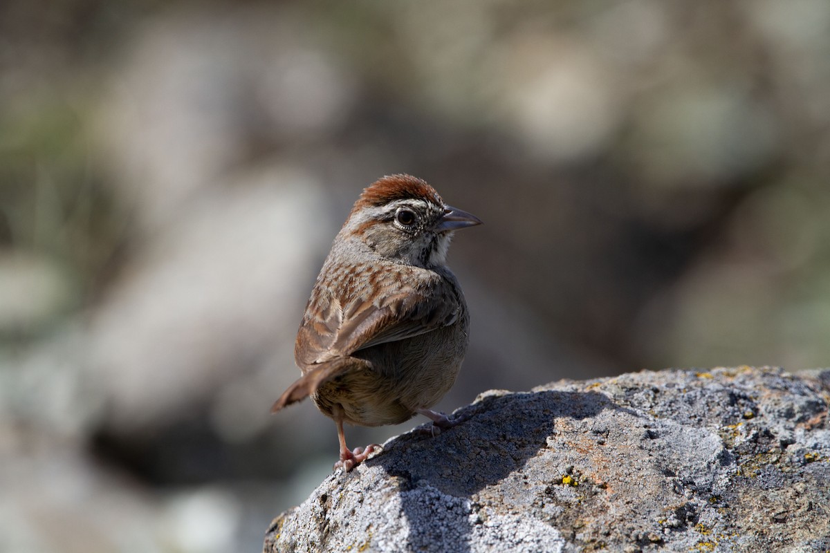 Rufous-crowned Sparrow - ML553967331