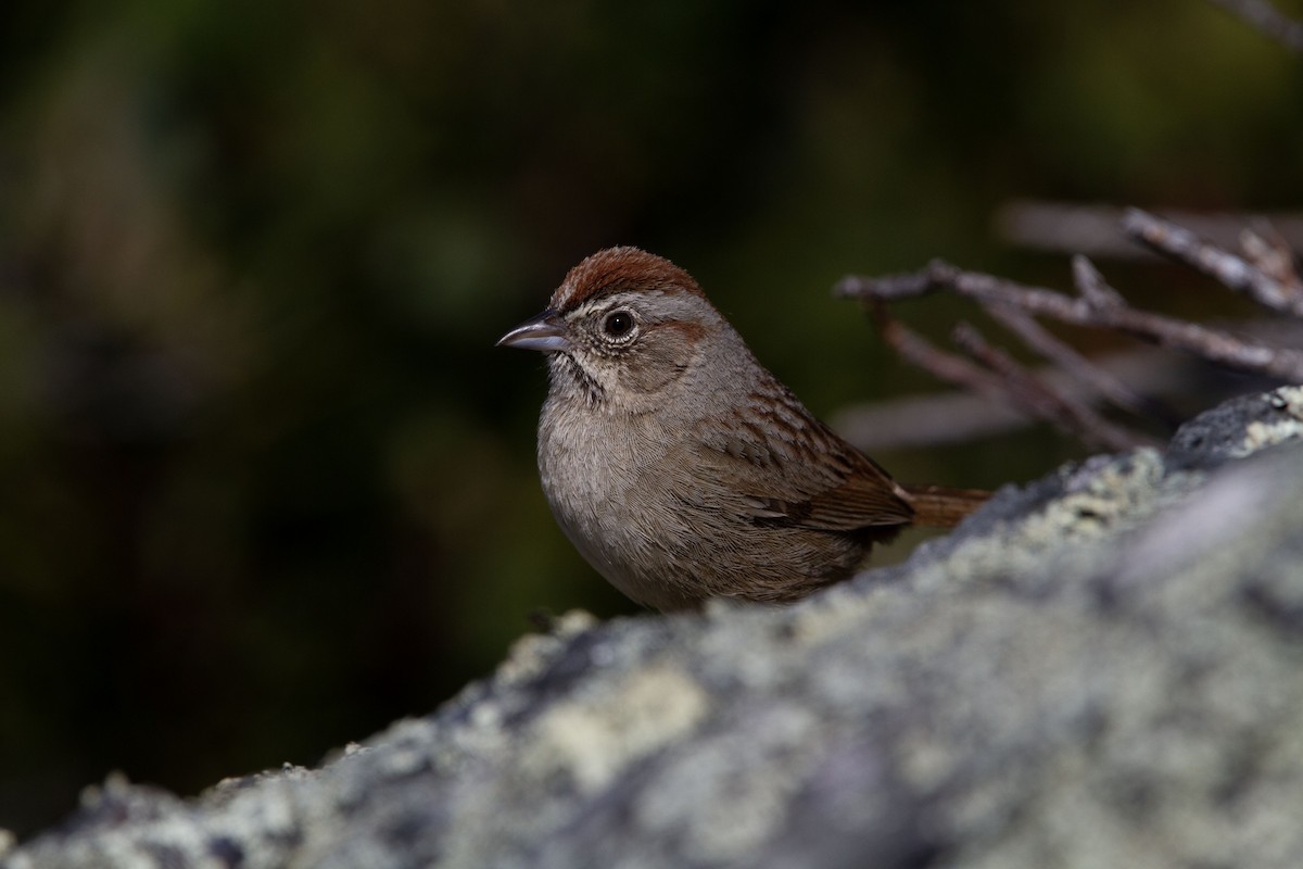 Rufous-crowned Sparrow - ML553967431