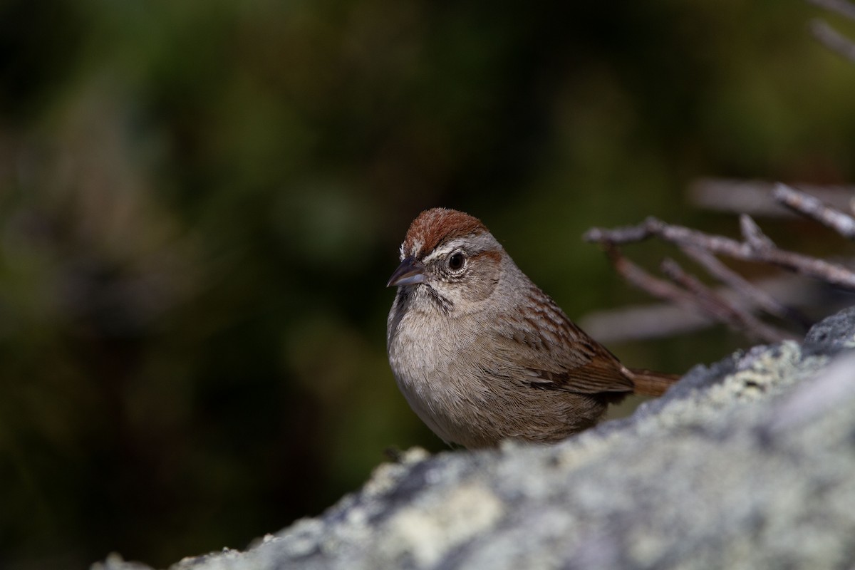 Rufous-crowned Sparrow - ML553967561