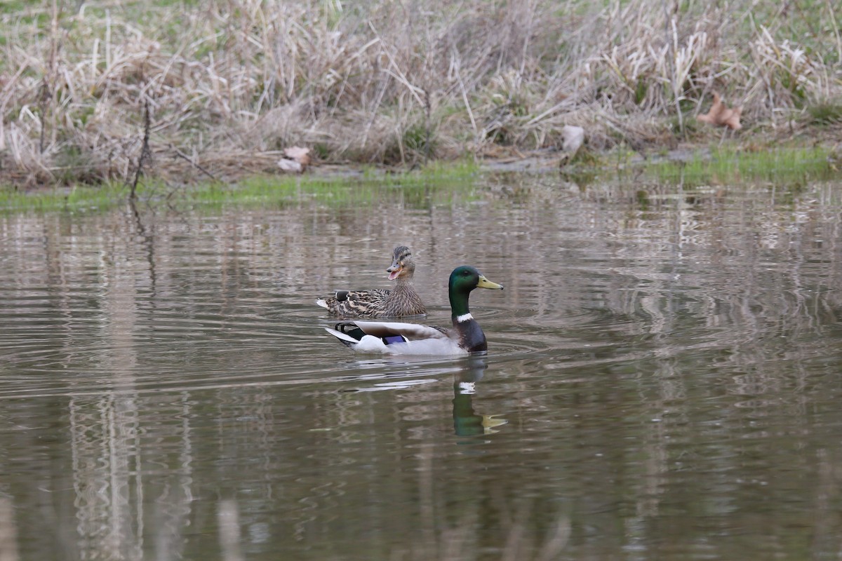 Canard colvert - ML553967571