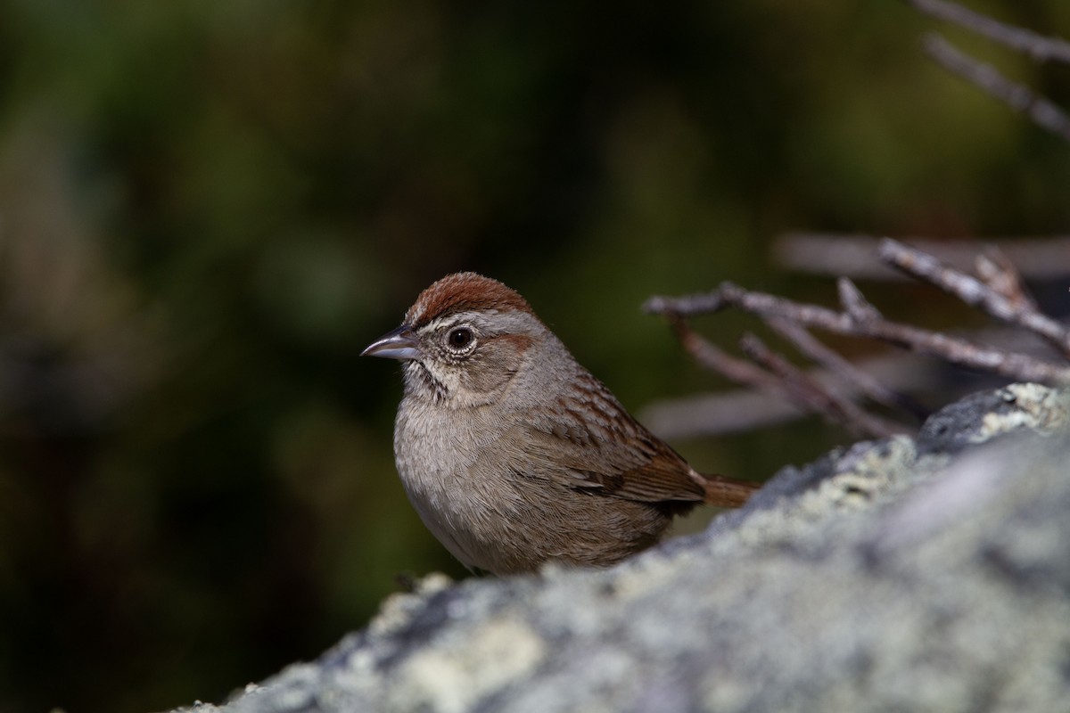 Rufous-crowned Sparrow - ML553967721