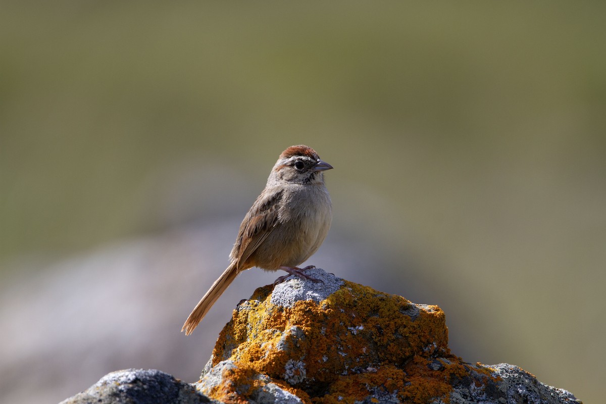 Rufous-crowned Sparrow - ML553968741