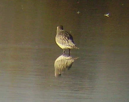 American Golden-Plover - ML55396881