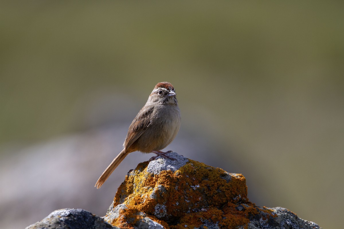 Rufous-crowned Sparrow - ML553968821