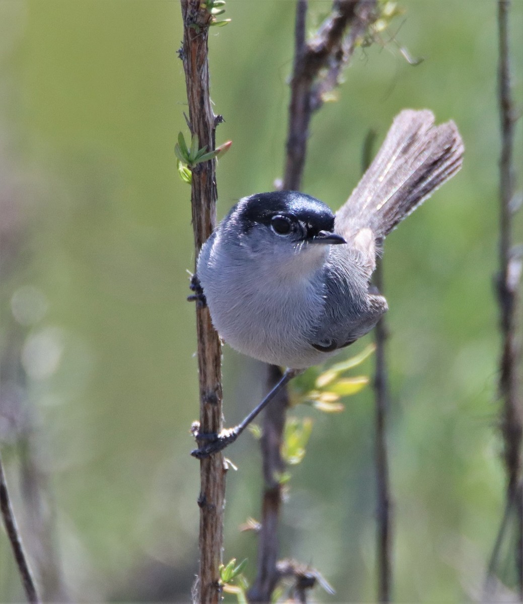 California Gnatcatcher - ML553969281