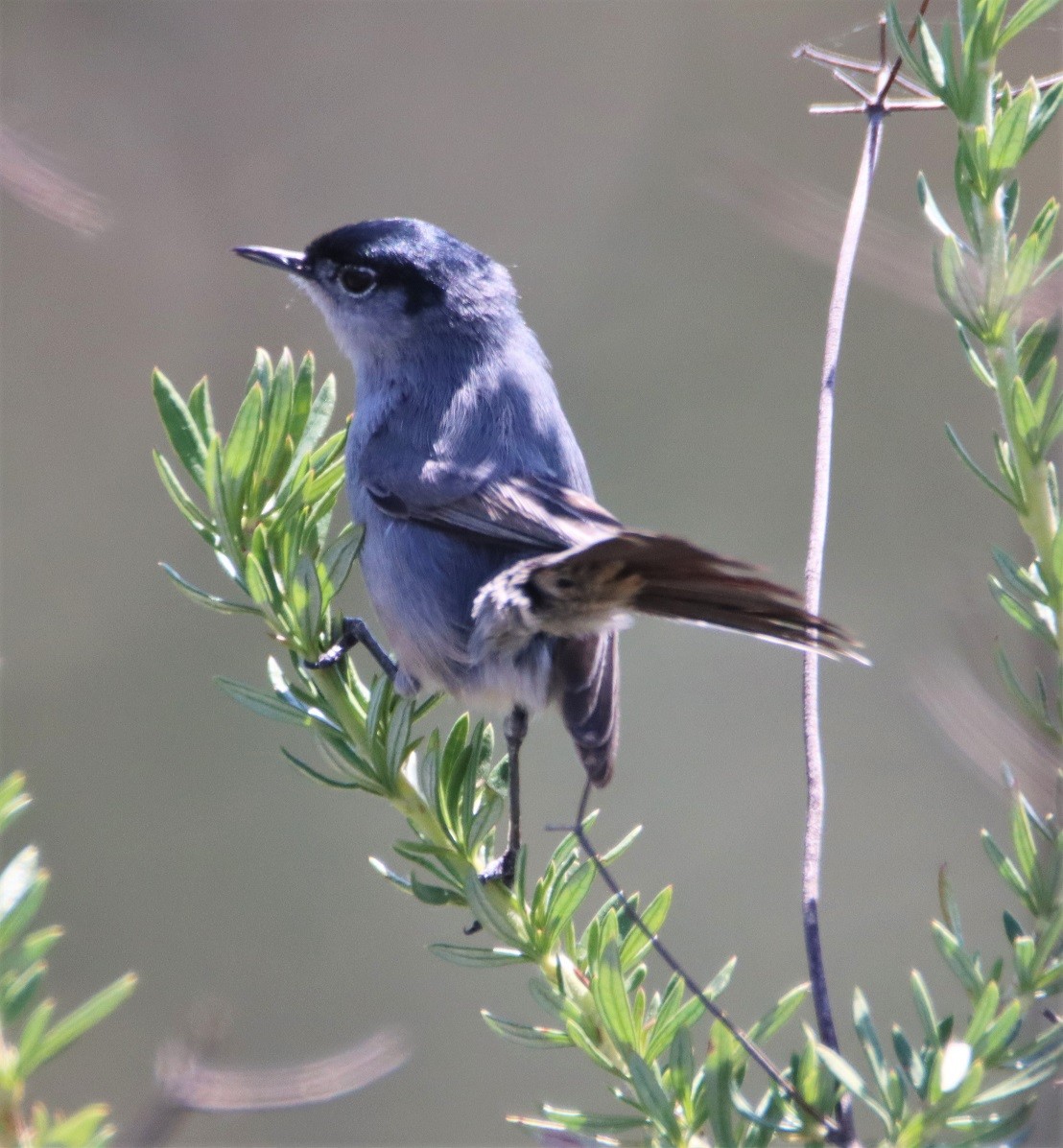 California Gnatcatcher - ML553969301