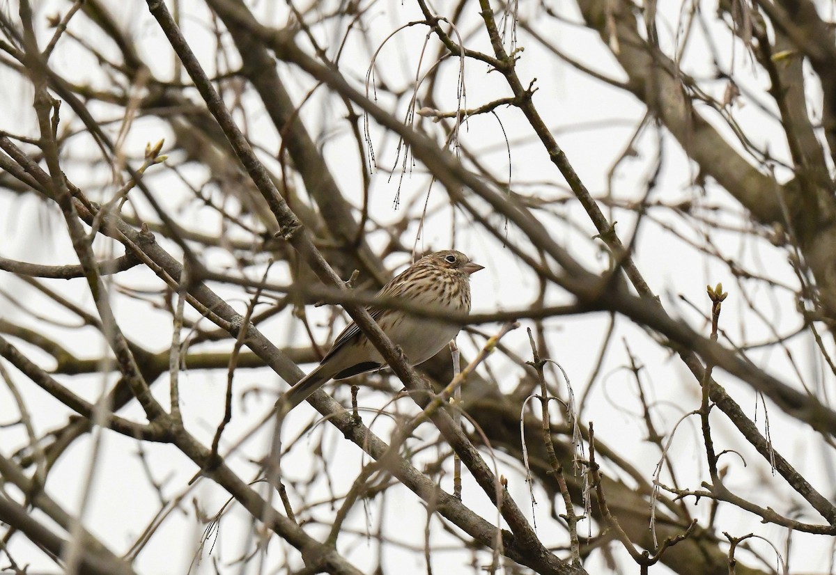 Vesper Sparrow - ML553970081