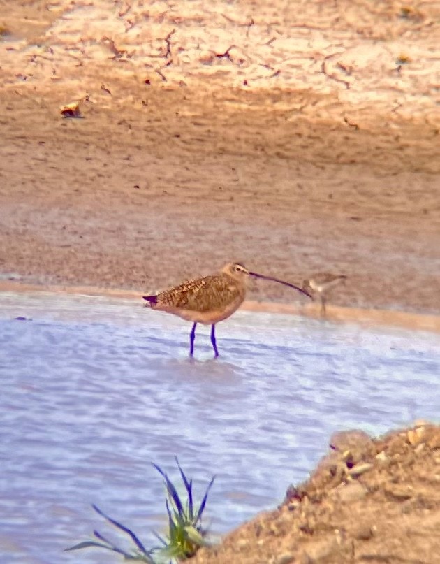 Long-billed Curlew - ML553970101