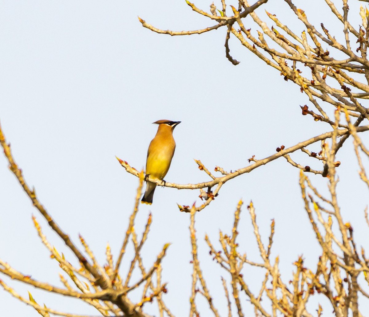 Cedar Waxwing - ML553970151