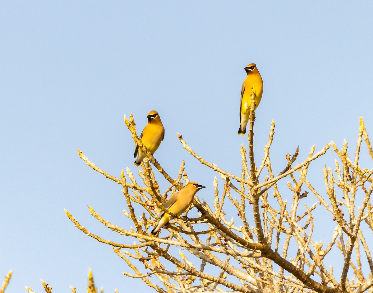 Cedar Waxwing - ML553970161