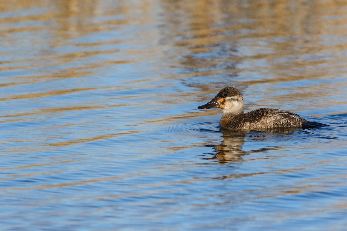 Ruddy Duck - ML553971041