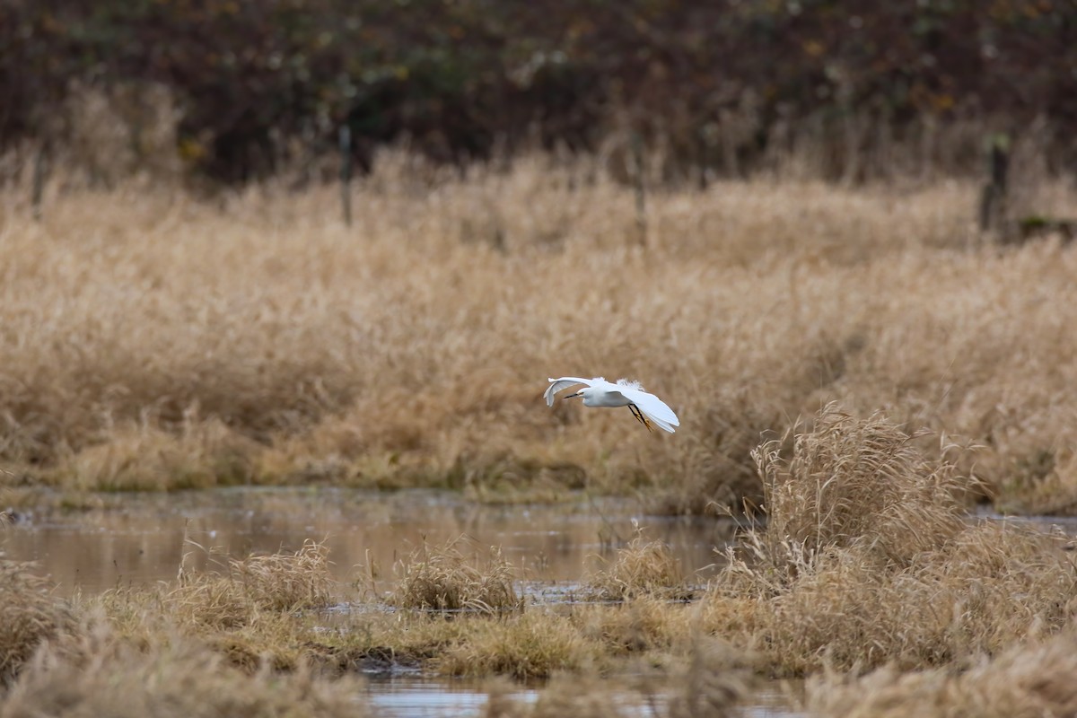 Snowy Egret - Scott Carpenter