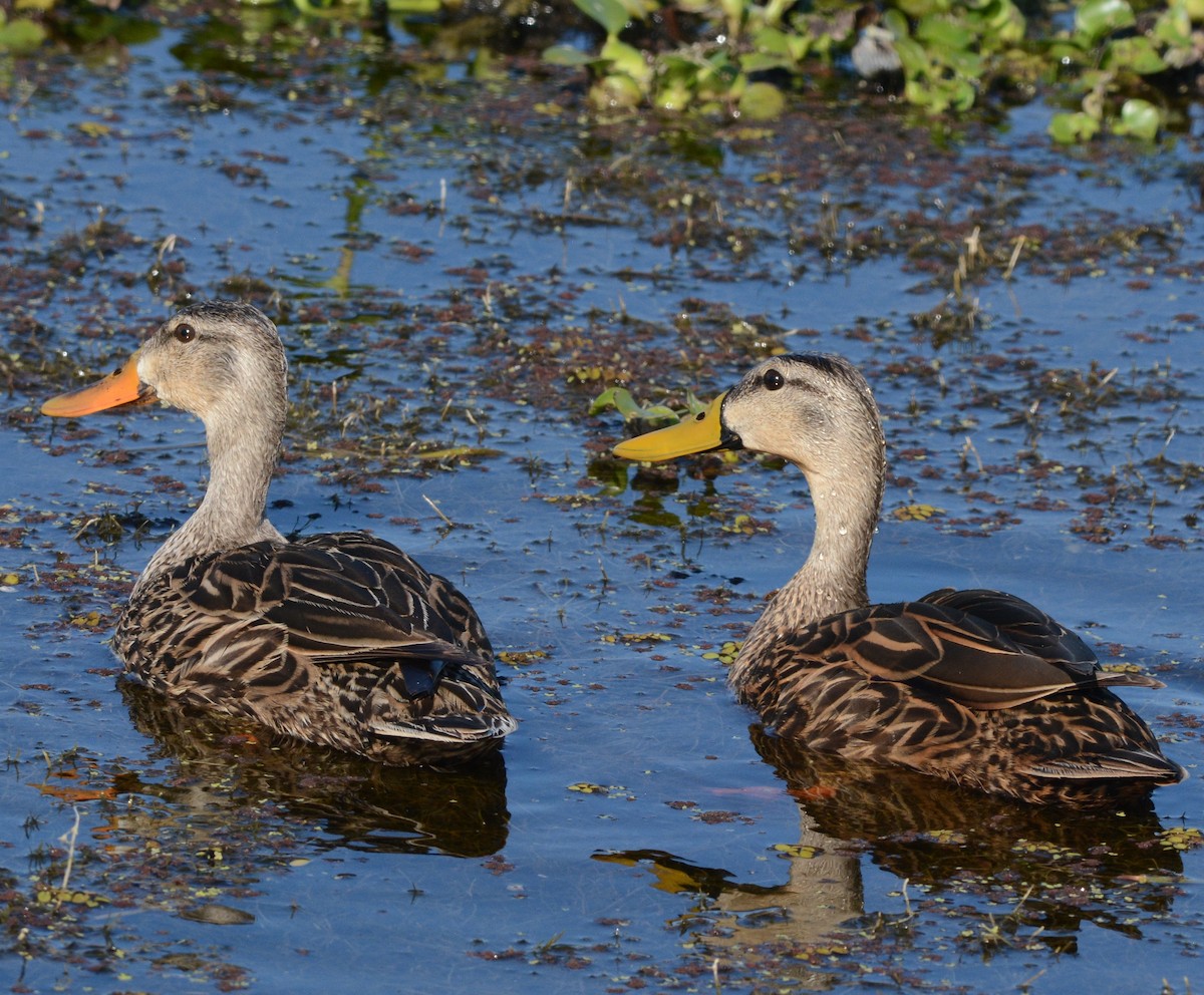 Mottled Duck (Florida) - Clive Harris