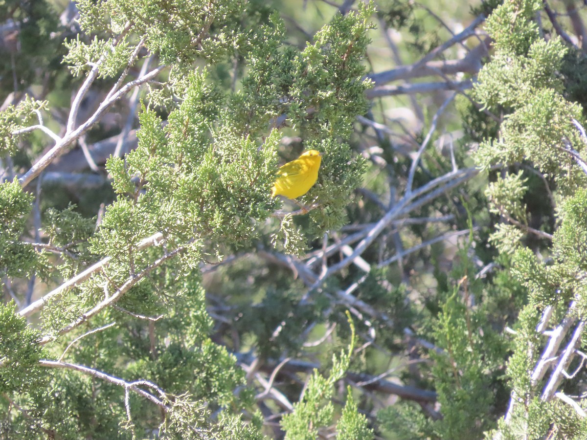 Yellow Warbler - Anne (Webster) Leight