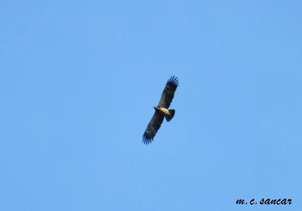 Águila Moteada - ML553972771