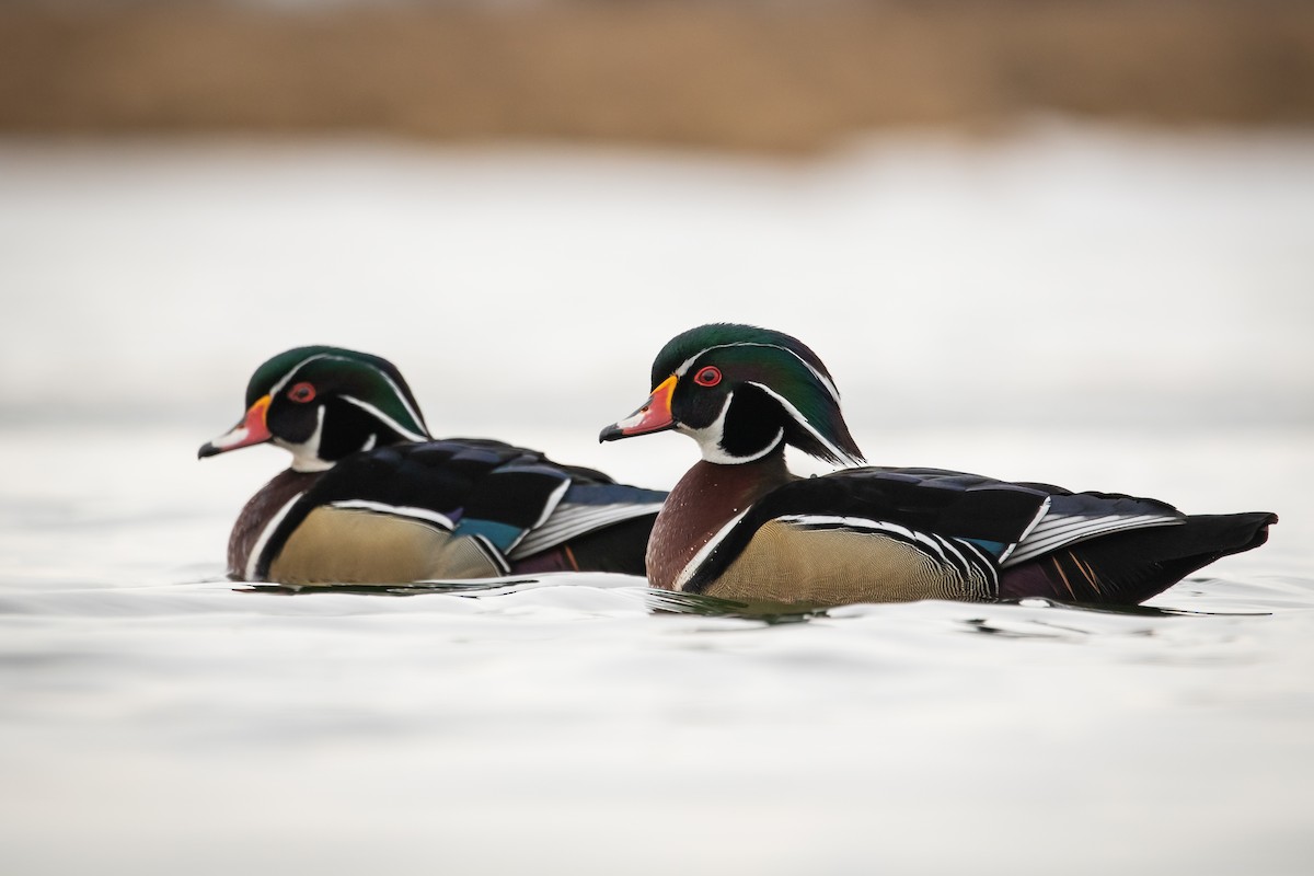 Wood Duck - ML553973191