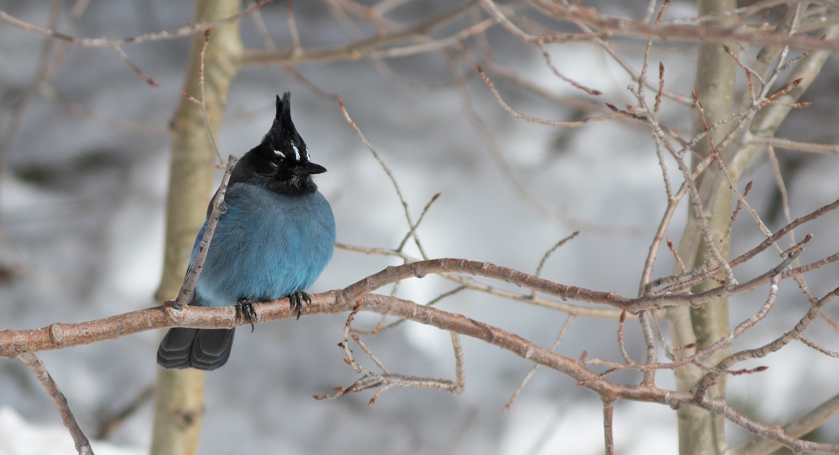 Steller's Jay (Southwest Interior) - ML553973391