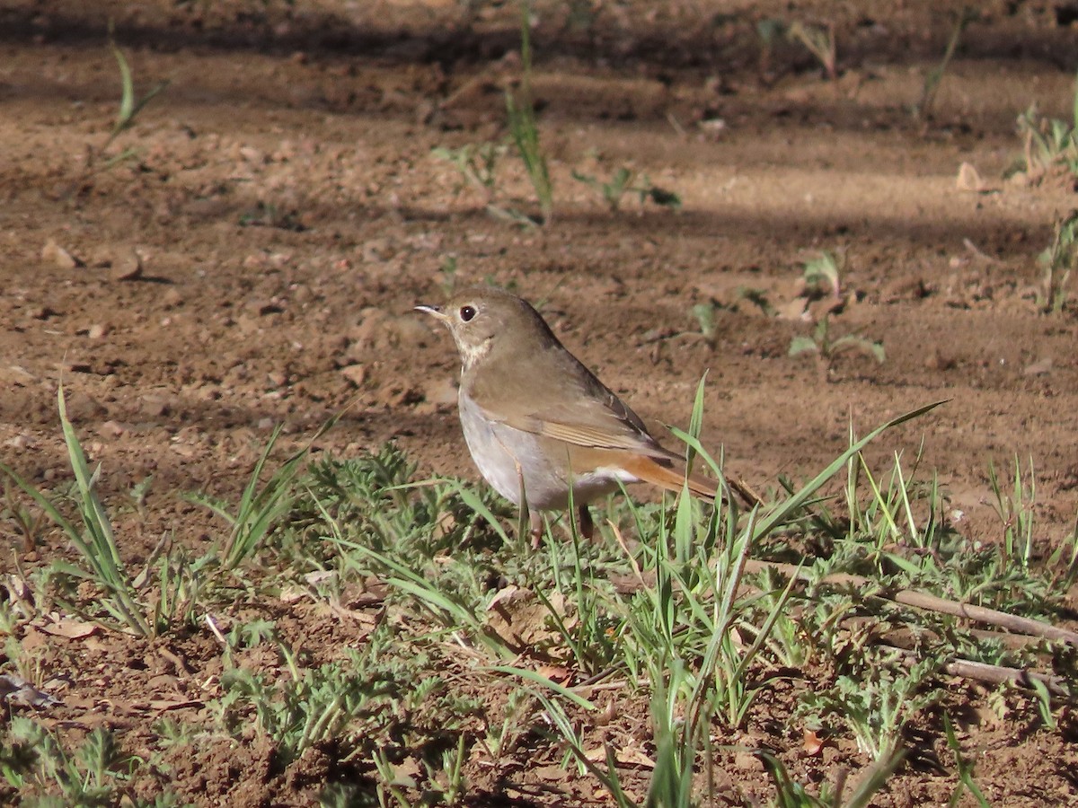 Hermit Thrush - ML553973871