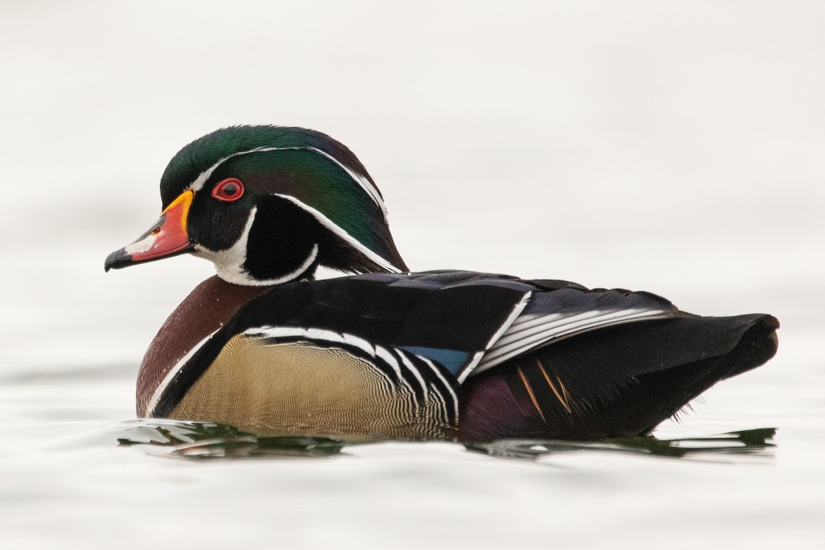 Wood Duck - ML553973971