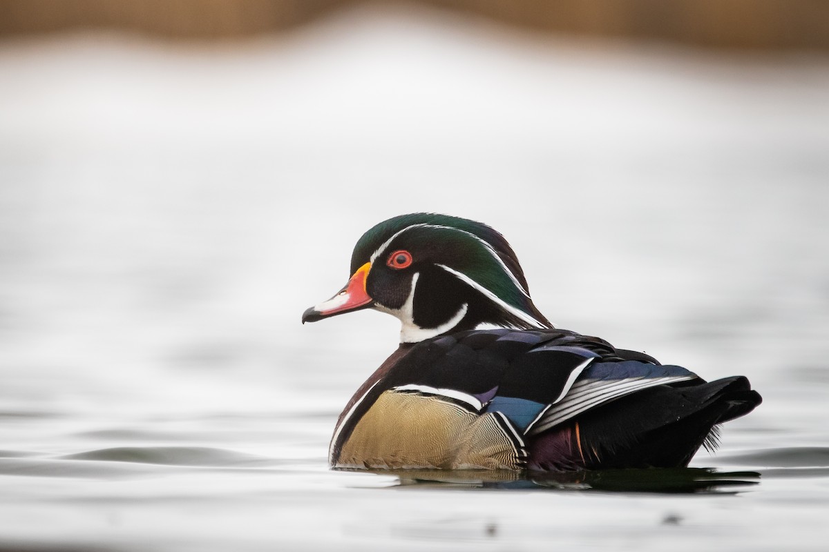 Wood Duck - ML553974931