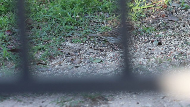 Little Bunting - ML553976481