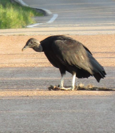 Black Vulture - ML553977291