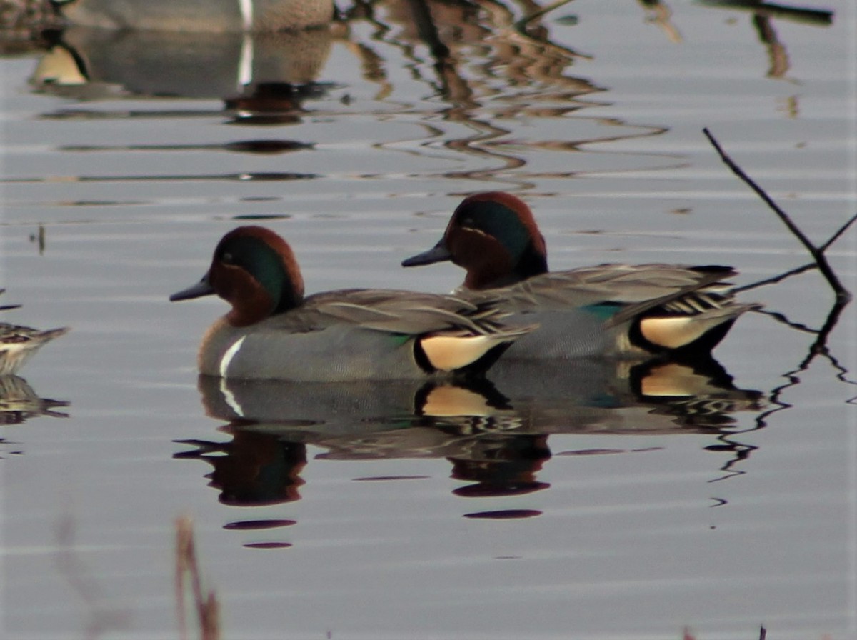 Green-winged Teal - ML553978411