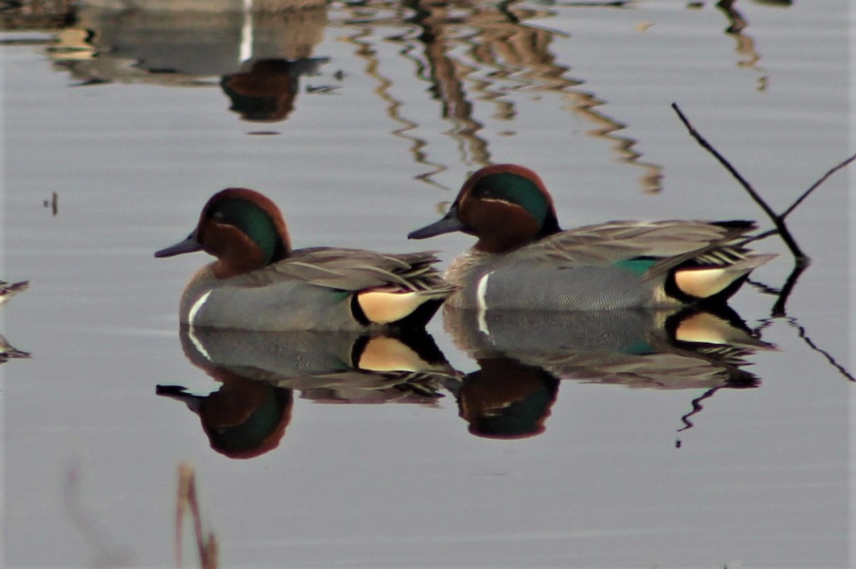 Green-winged Teal - ML553978421