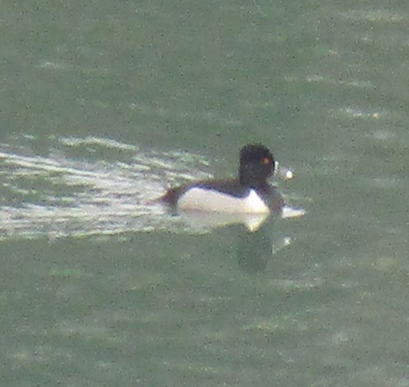 Ring-necked Duck - ML553980041