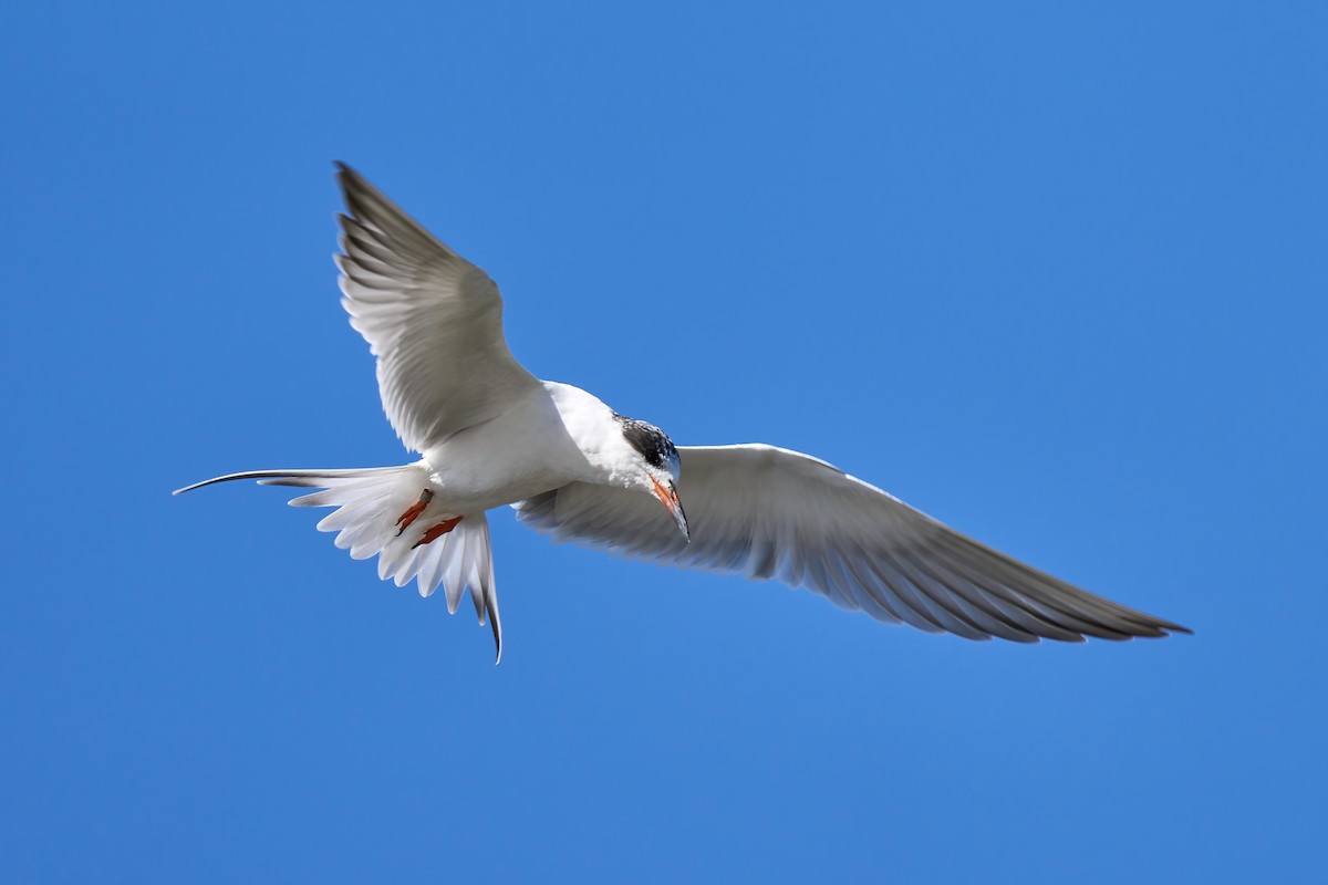 Forster's Tern - ML553980181