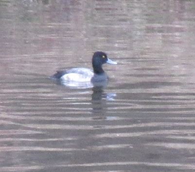 Greater Scaup - ML553980771
