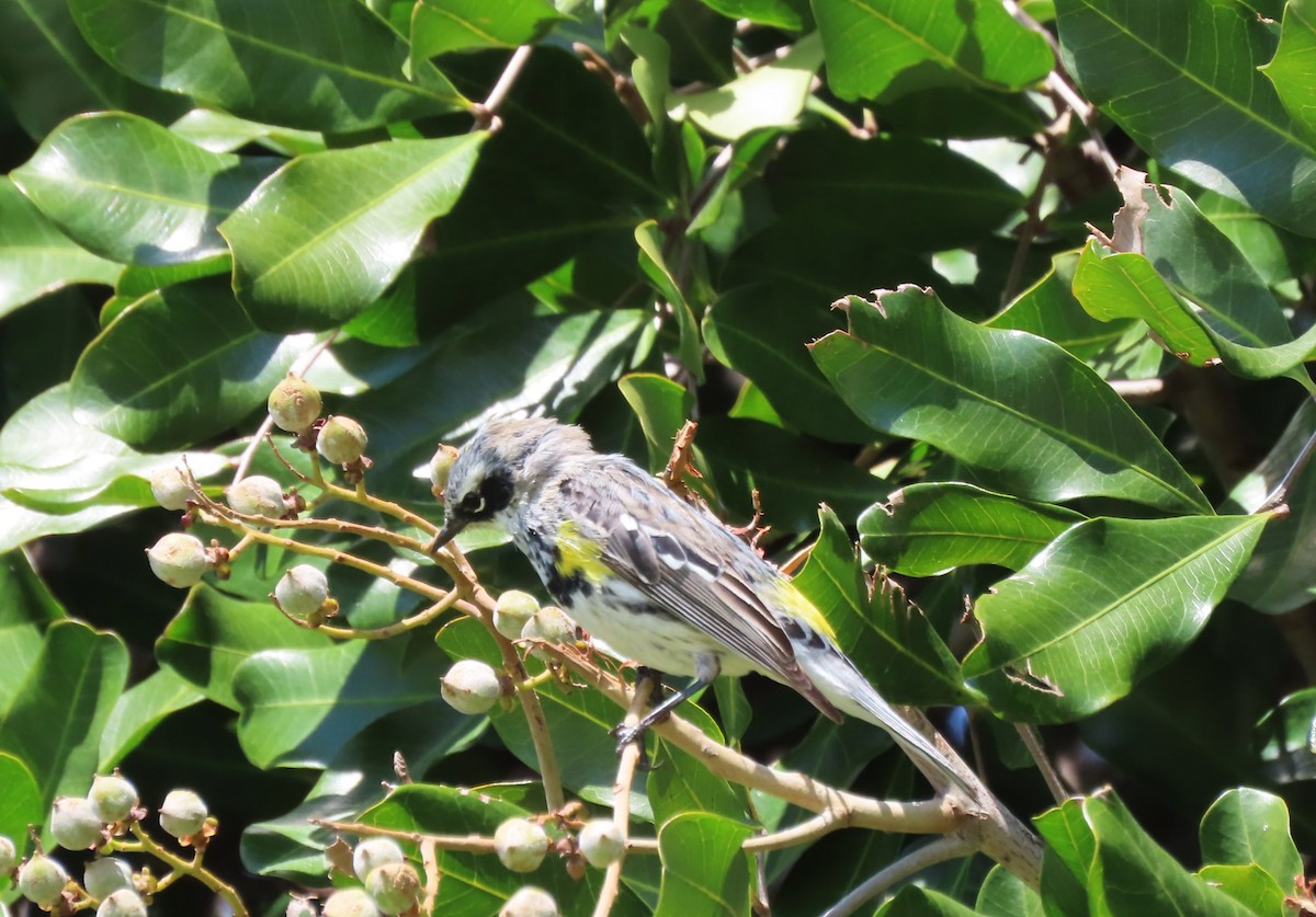 Yellow-rumped Warbler (Myrtle) - ML553981601