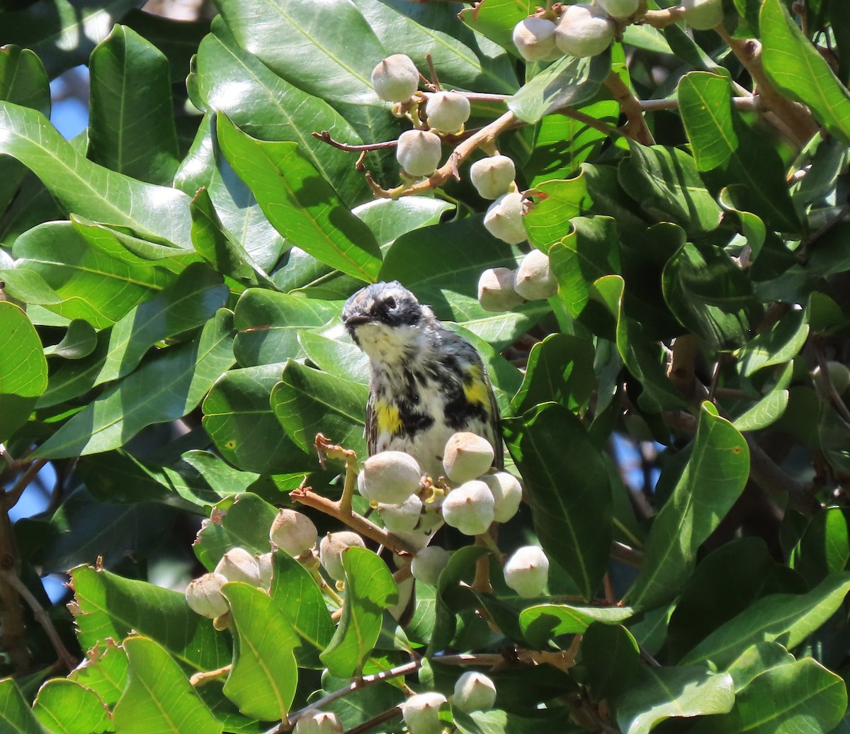 Yellow-rumped Warbler (Myrtle) - ML553981681