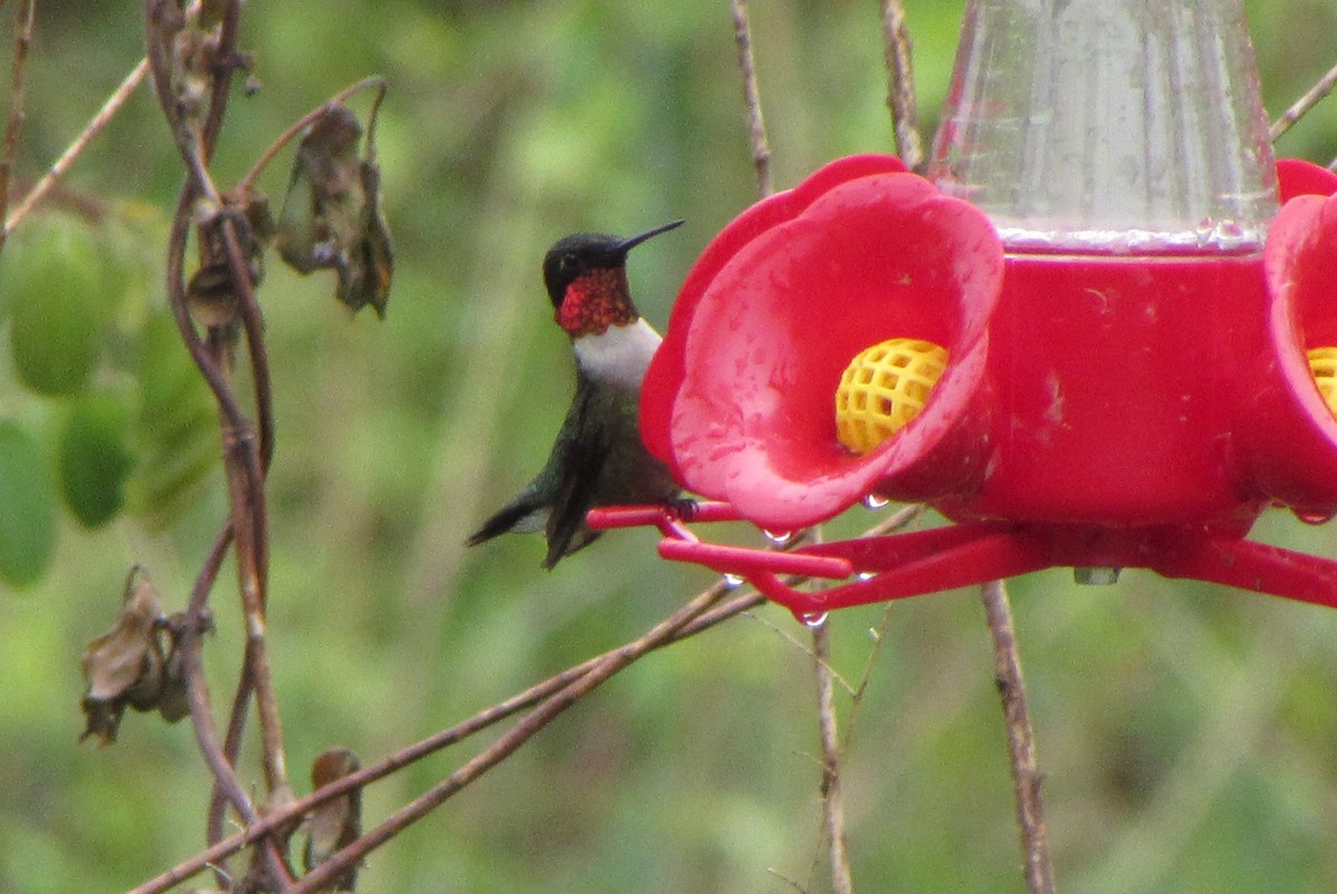 Colibri à gorge rubis - ML55398241