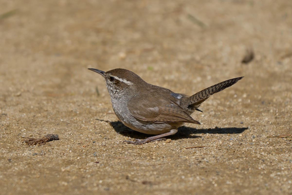 Bewick's Wren - ML553982441