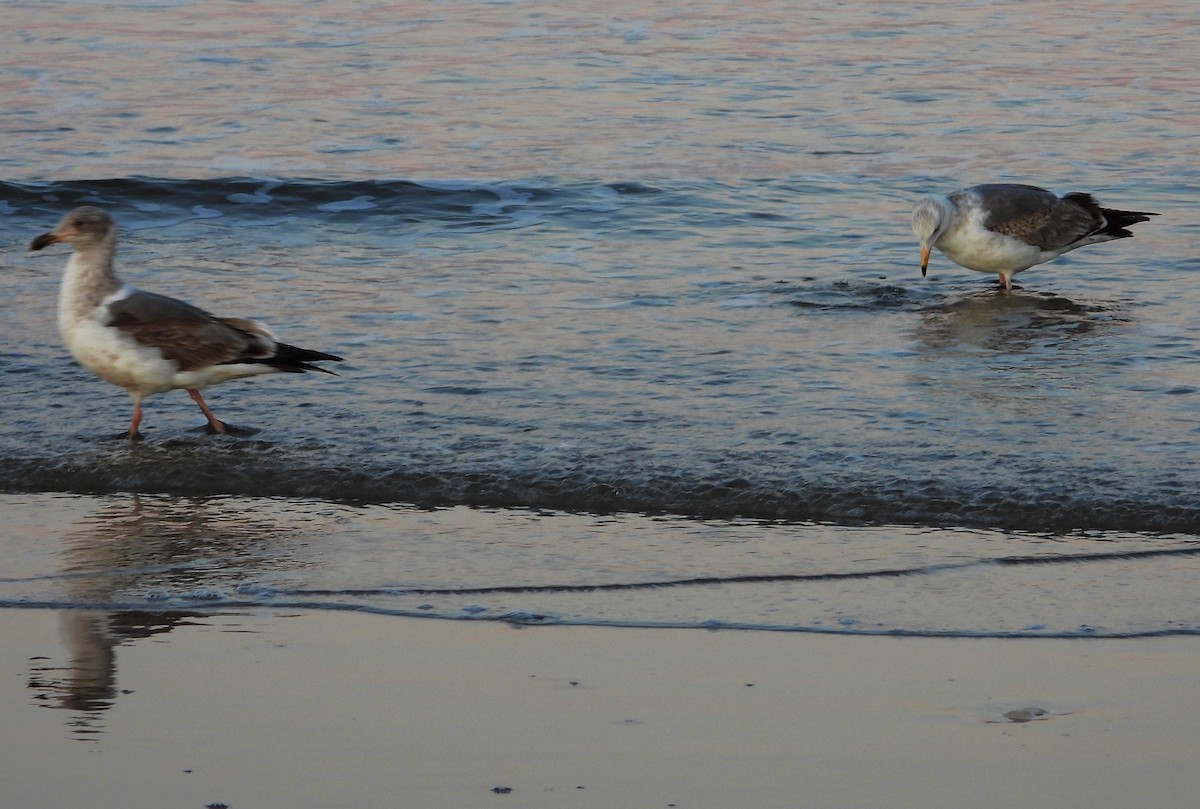 Western Gull - ML553982631