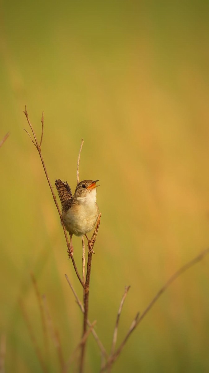 Grass Wren - ML553983341