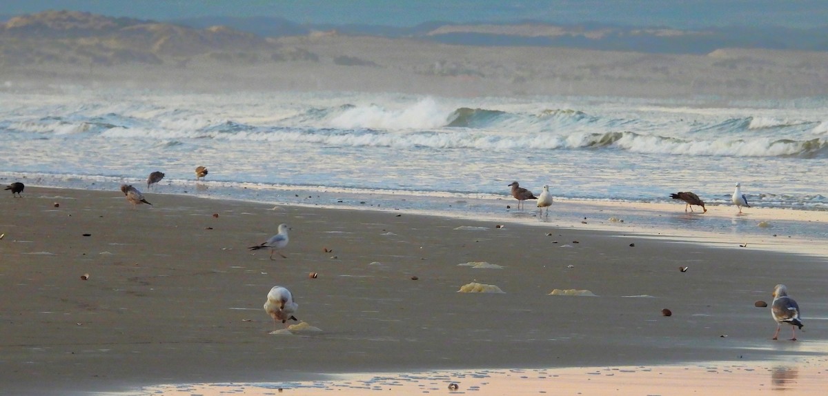 Western Gull - ML553983761