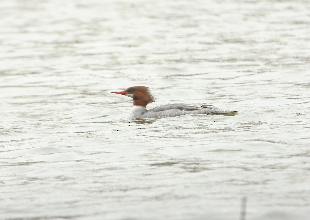 Common Merganser - ML553984341