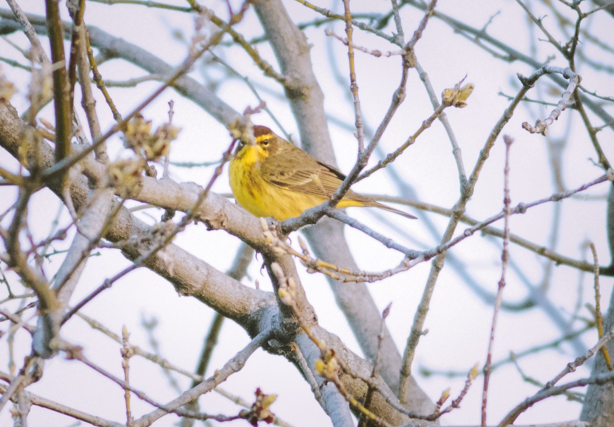 Palm Warbler - Kyle Bardwell